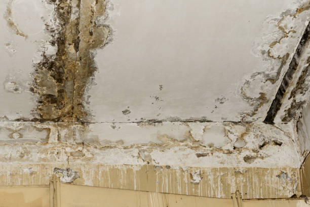 Best Attic Mold Removal  in Kibler, AR